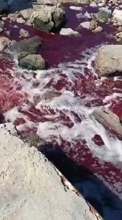 כך צריך להראות הים בעזה! צבוע בדם של מחבלים נאצים!...