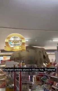 פיל ענק נכנס לסופר בקאו יאי שבתאילנד. כשיצא, הוא לקח כמה...