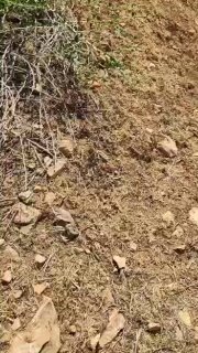 דיווחים ראשוניים מסוריה על פיצוץ בשדה התעופה חמה בסוריה
...