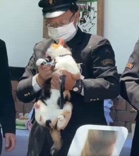 היפנים החליטו להעסיק 3 חתולים כעובדי רכבת כדי למשוך יותר...