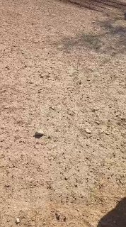 אין מילים: בזמן שנחיל כטב