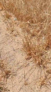 דיווחים על תקיפות ישראליות באזור בבורוג'רד כעת...