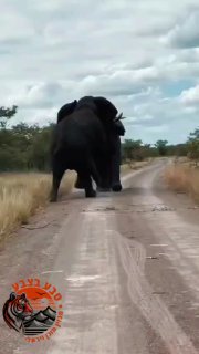 כשפילים מתווכחים, עדיף לתפוס מרחק😬...