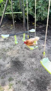 משתעשעות לפני הכפרות 🐓חדש !! ...