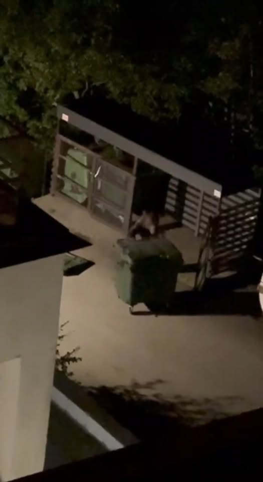 נראה שהעיר סוצ'י ברוסיה החלה לגייס עובדי תברואה מסוג חדש....