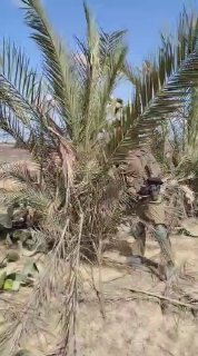 לוחמי גדוד 8717 מתכוננים לסוכות ...