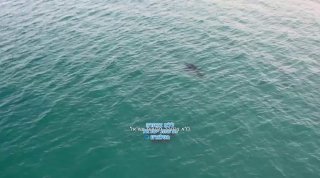 תיעוד של כריש הלוויתן שנצפה היום בחופי אשקלון. ברשות הטבע...