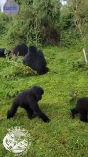 לכל אחד יש את האח הזה... ...