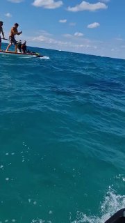 כריש מסוג פטיש נצפה באיזור מרינה הרצליה...