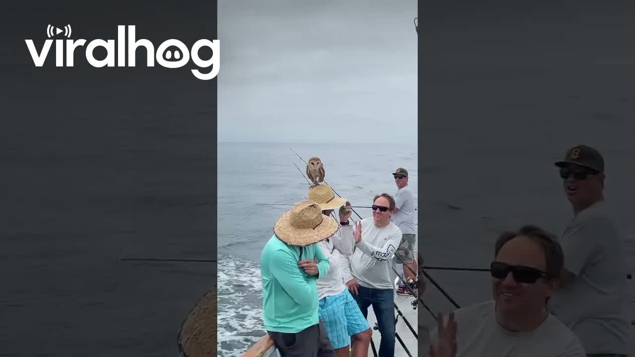 ינשוף אסם נוחת על כובע קש של גבר באמצע הים!...