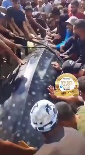 ‏חדשות רעות: כריש הליוויתן שנצפה מול חופי ישראל הגיע לחופי...