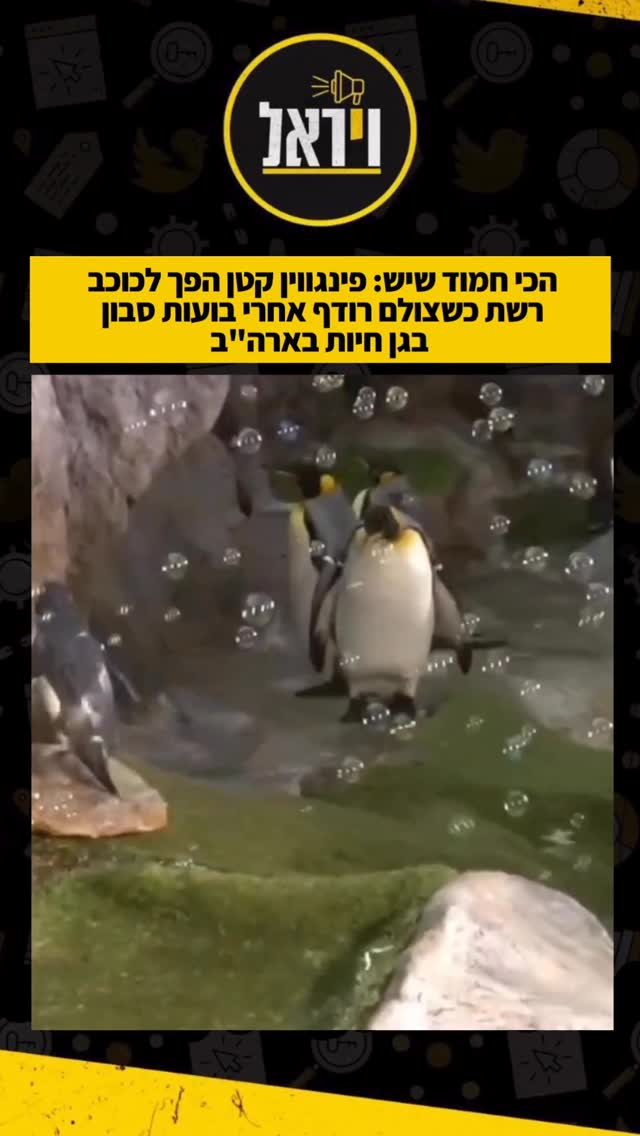 הכי חמוד שיש: פינגווין קטן הפך לכוכב רשת כשצולם רודף אחרי...