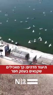 תיעוד מדהים: כל מאכילים שקנאים בעמק חפר
...