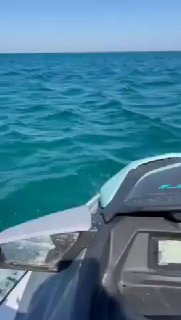 כריש נצפה בחוף קריית חיים, המתרחצים הוצאו מהמים...