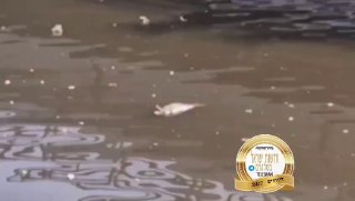 עשרות דגים מתו בירקון כתוצאה מזיהום כבד בנחל...