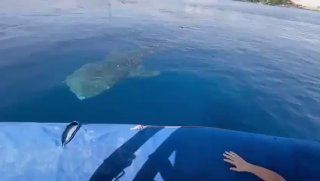 כריש לווייתן ענק נצפה בחופי אילת...