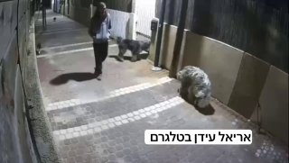תיעוד מזעזע: תושב נתניה תועד מתעלל הכלב בעיר ונעצר...