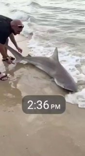 תיעוד יוצא דופן של חילוץ כריש שנסחף למים הרדודים בחופי אשדוד...