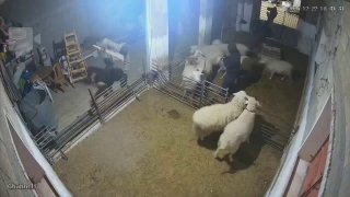 חמישה ישראלים נעצרו בחשד ששחטו כבשים ופצעו שלושה פלסטינים...