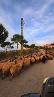 תושבי דרום לבנון מתחילים לשוב לבתיהם....