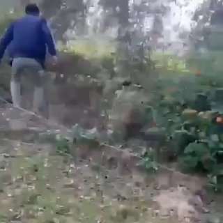 חזיר בר תקף קצין יערות בהודו....