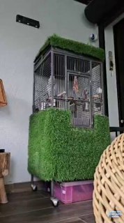 🇮🇱🫡התוכי הכי חכם בארץ:👌🤣...