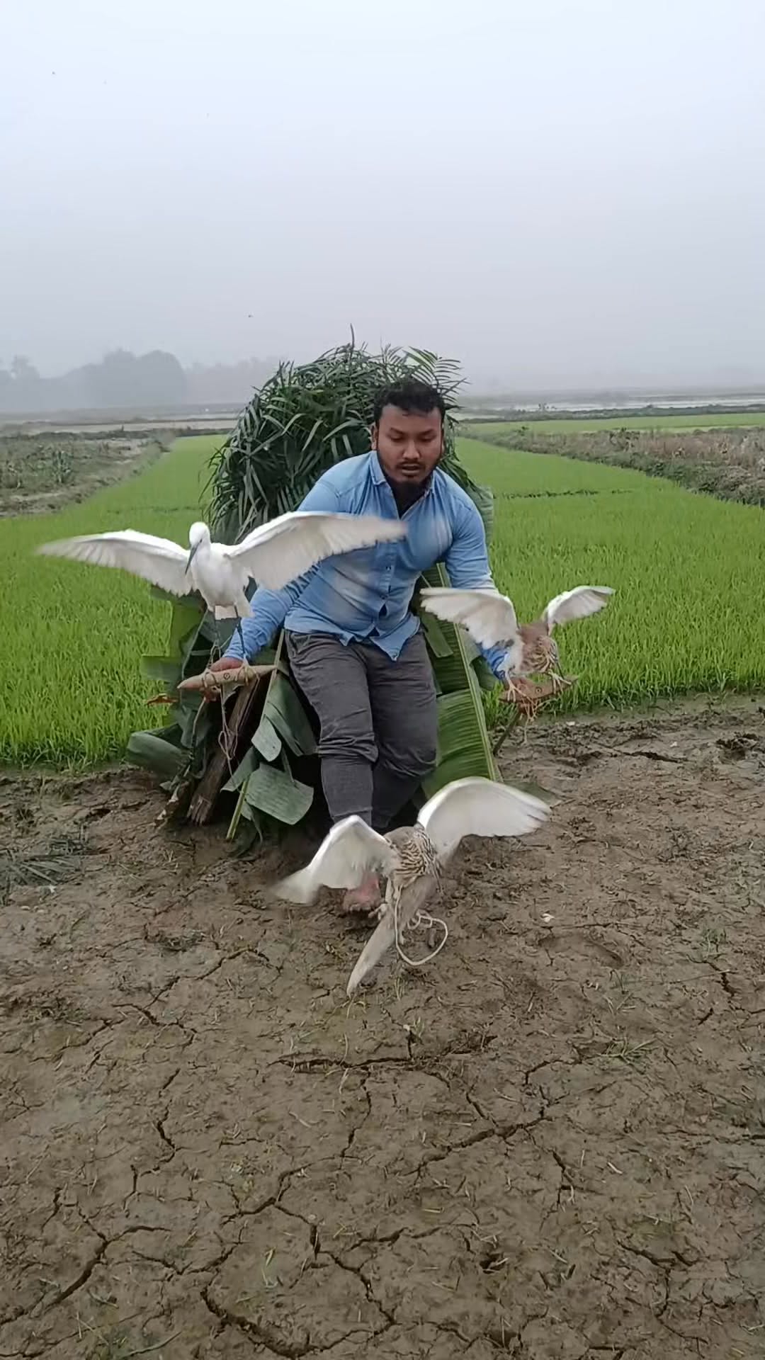 הטכניקה הישנה של ציד ציפורים על ידי חיתוך אורז 😱 