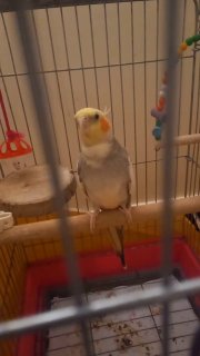 גם התוכים כבר למדו להגיד: ג’אוויד שאה יחי השאה! 👑 ❤️קרדיט: DDF...