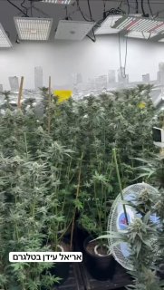 השוטרים נדהמו: מעבדת סמים ענקית נתפסה בדירה בפתח תקווה. מחזיק...