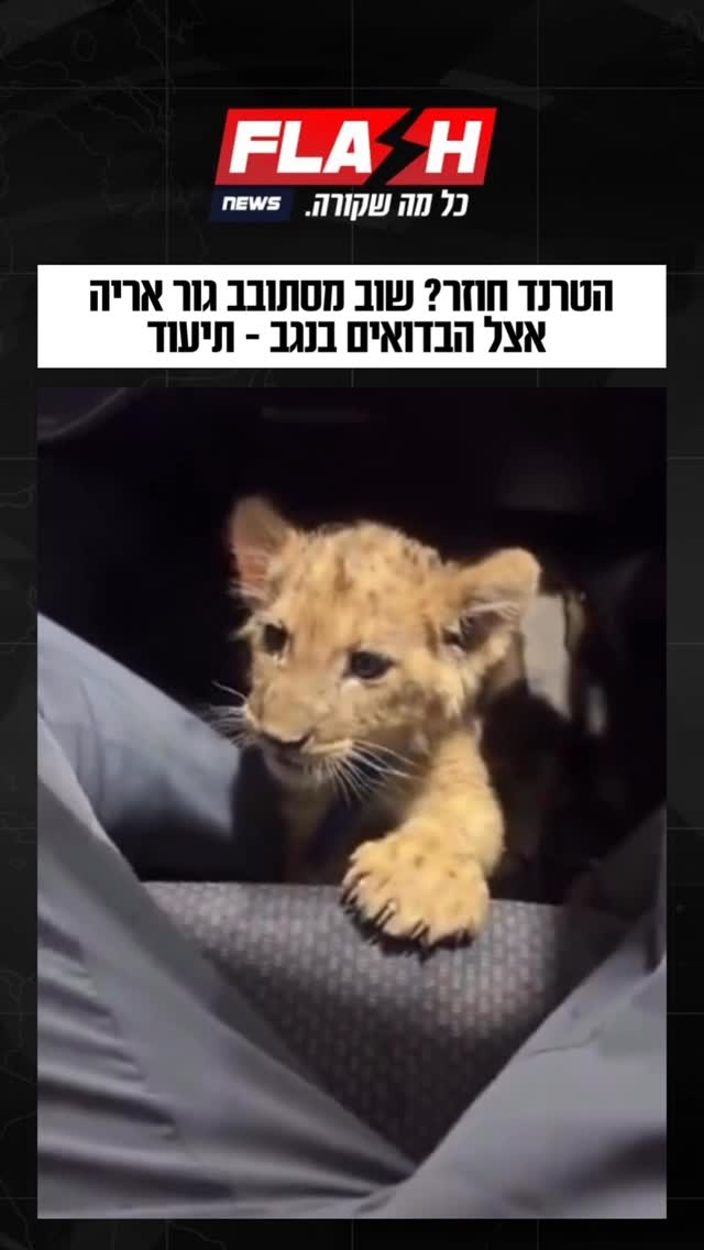 ⁨הטרנד חוזר? שוב מסתובב גור אריה אצל הבדואים בנגב - תיעוד⁩...