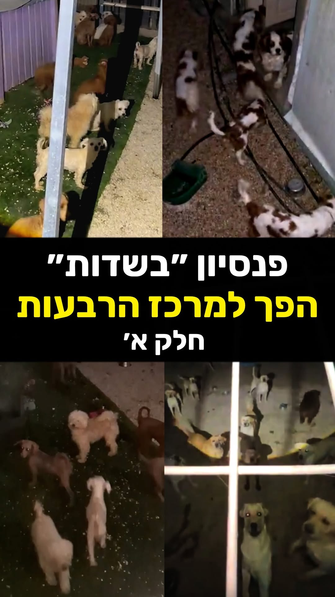 ⁨⁨פנסיון בשדות התגעגעתם? אם מישהו פקפק לרגע בפעילותו של מאור...