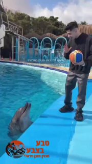 עוד קצת דולפין כי ביקשתם🐬...