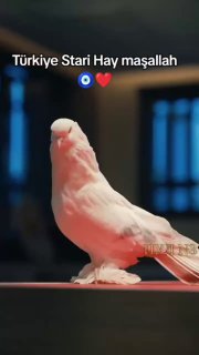 צרות של עשירים: בטורקיה נמכרה יונה במחיר של רכב: יונה עם שושלת...