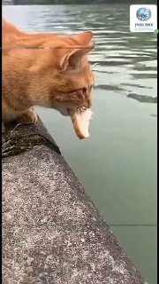 דייג לא שגרתי כשהחתול יוצא לדוג😅😹🐈 