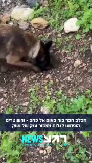 הכלב חפר בור באום אל פחם - והשוטרים הופתעו לגלות מצבור נשק...