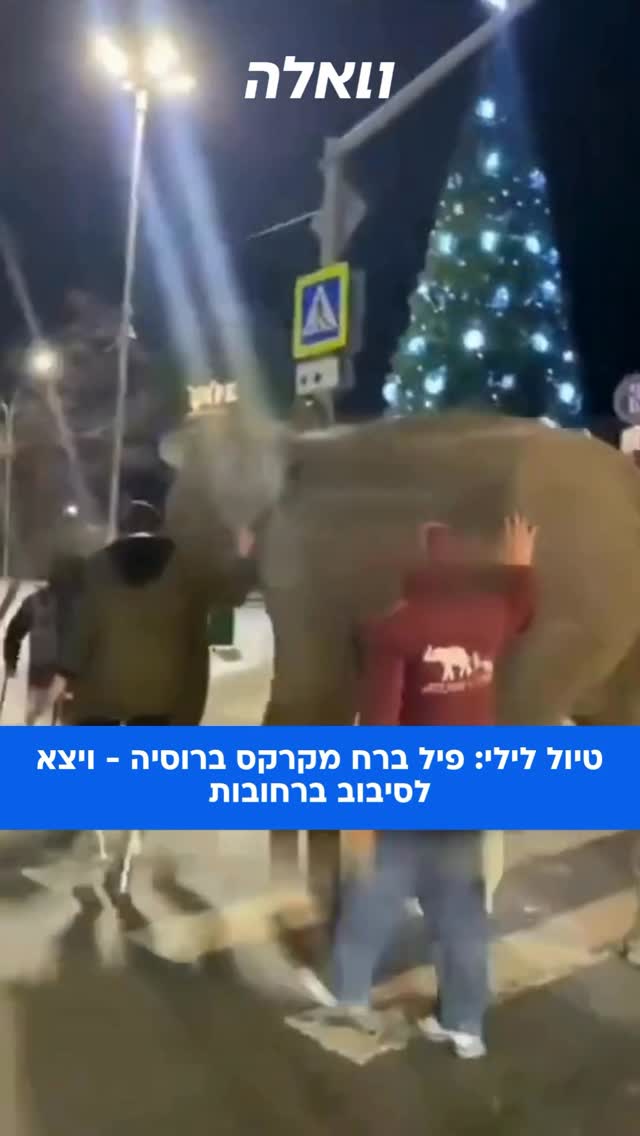 מקרה חריג בעיר סמרה ברוסיה: פיל ברח ממתחם הקרקס ושוטט ברחובות...