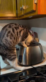 השף בפעולה 😁...