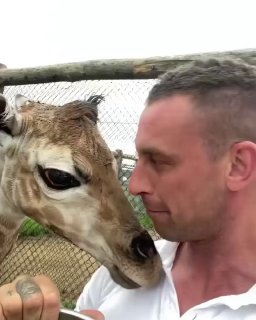 ג'ירפה אוהבת 🦒...