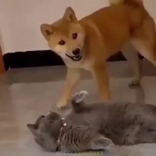 סובקה באבאקה🐶 - אוסף של הומור חיות מובחר😹...