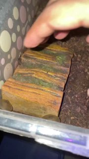 עקרב באור אולטרה סגול 😮...