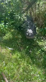 כשאתה גר בפלורידה ותניני רחוב לא מפחידים אותך יותר מכלבי רחוב...