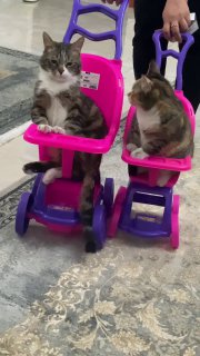 או, הילדים האלה! 😁...