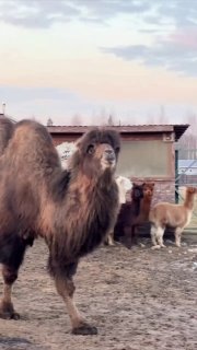 לכל חברה יש אחד כזה 😂...