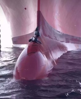 כלבי ים משחקים על חרטום של ספינה 🦭...