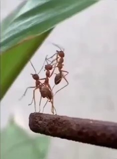 בגידה בנמלה 🥲...