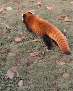 הקרב הכי חמוד 😊...
