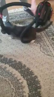 החתול התיידד עם אויבו הגרוע ביותר 😁...