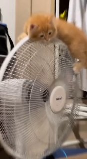 למרות שהוא קטן, הוא חכם 😅...