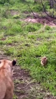 הינה הוא סימבה...