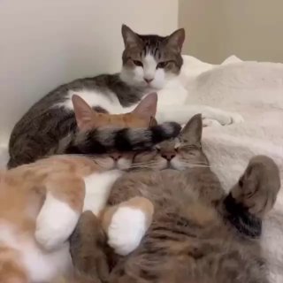 כשבבוקר מישהו ישן בלי בושה, ואתה צריך ללכת לעבודה....